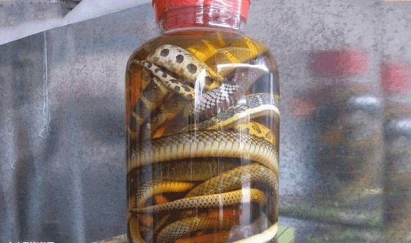 毒蛇泡酒多久才会死?