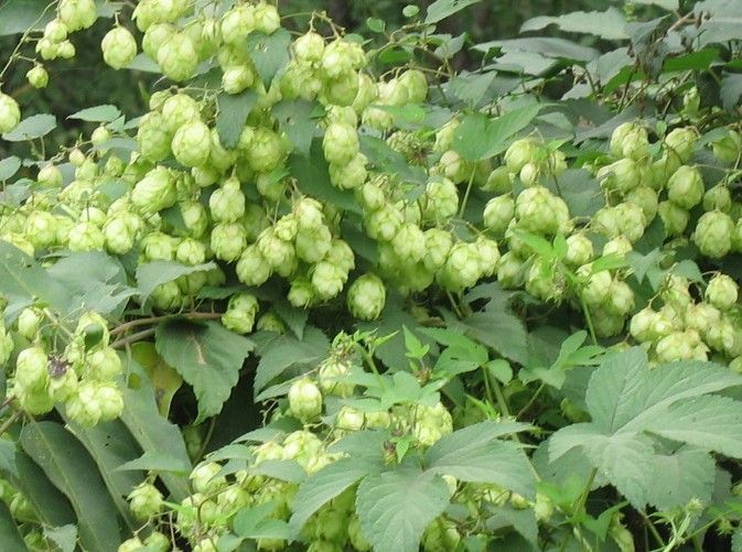 啤酒花是什么,有着什么样的作用