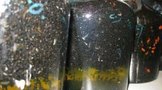 蚂蚁泡酒有什么功效?蚂蚁泡酒的配方是什么?