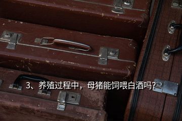 3、养殖过程中，母猪能饲喂白酒吗？