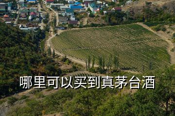 哪里可以买到真茅台酒