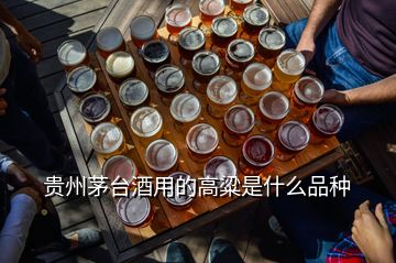贵州茅台酒用的高粱是什么品种
