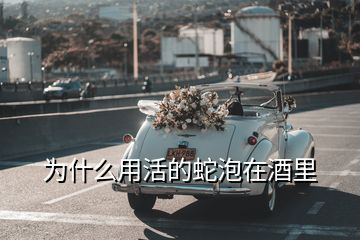 为什么用活的蛇泡在酒里