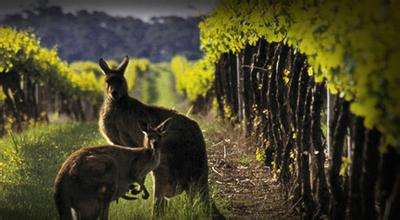 澳洲红酒的特点，澳洲红酒和法国红酒有什么区别