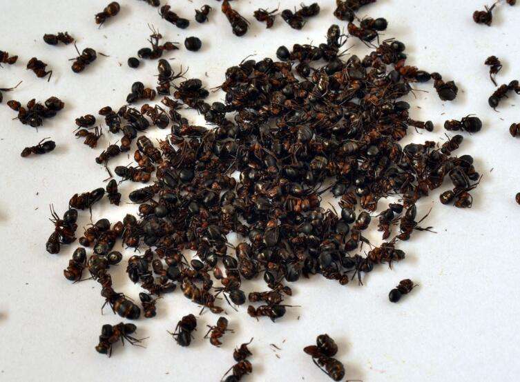 惊！关于你不知道的黑蚂蚁泡酒功效！