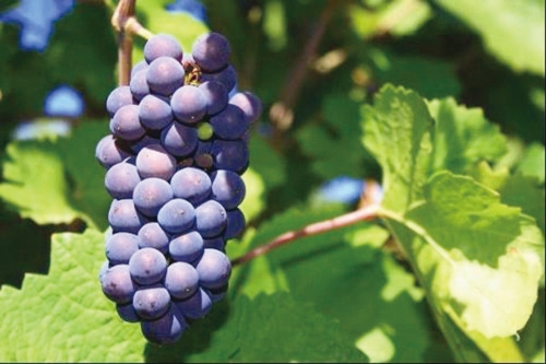 适合酿酒的葡萄种类有哪些？各有什么特点？