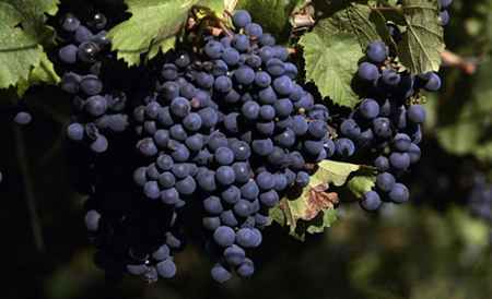什么品种葡萄适合酿酒