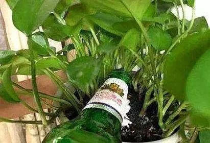 啤酒养发财树需要几瓶
