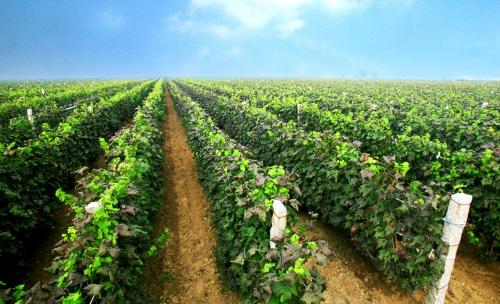 葡萄种植低密度好还是高密度好？影响葡萄种植密度的因素是什么？