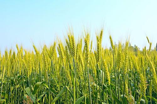 大麦和小麦哪一种是生产啤酒的主要原料