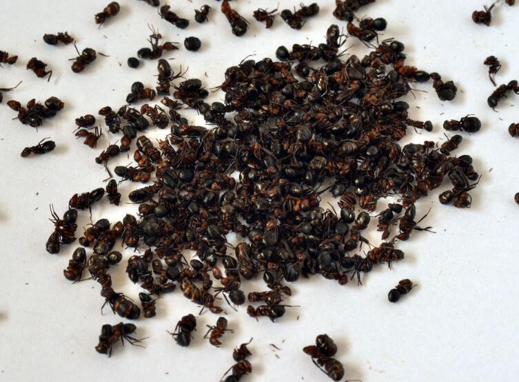 黑蚂蚁怎么泡酒，有什么功效