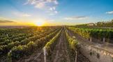 2020年份南澳葡萄酒产量将减少50%