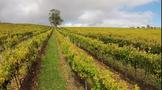 南澳葡萄酒产量或腰斩，部分品种损失80%产量！澳洲酒会迎来涨价潮吗？
