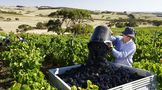 三月澳大利亚对华葡萄酒出口大跌43%