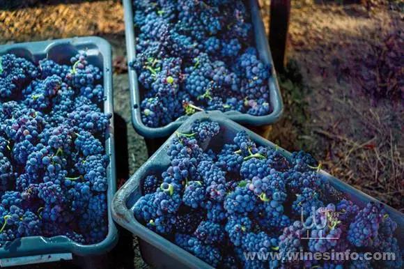 2019年美国纳帕酿酒葡萄产量同比下降13.5%