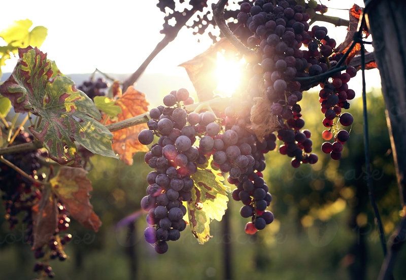 意大利葡萄酒主要使用什么葡萄