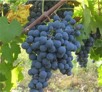 意大利葡萄品种蒙特布
