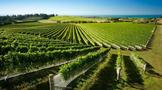 新西兰主要葡萄酒产区