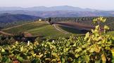 意大利葡萄酒产区有哪些
