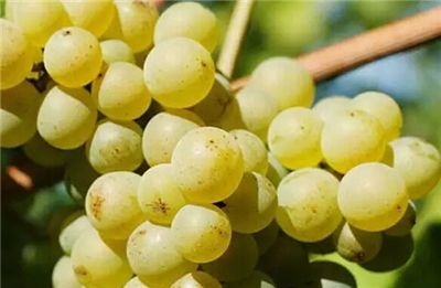 白葡萄有什么品种