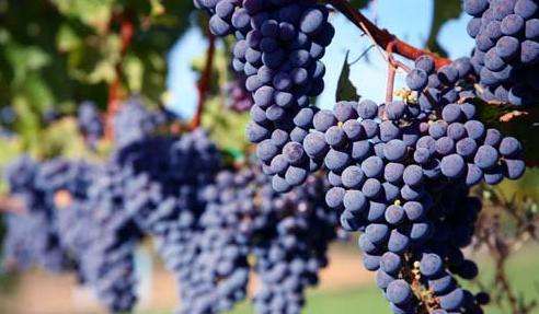 波尔多产区主要产什么葡萄酒