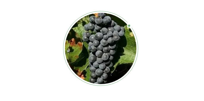 史上最全的酿酒葡萄品种合集（上）：红葡萄