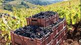 智利葡萄酒在中国市场需求越发强劲