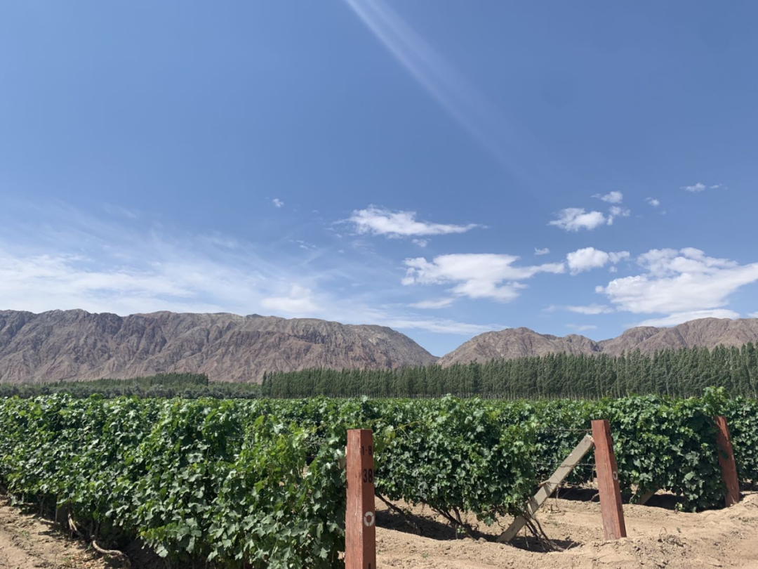 新疆焉耆：种出中国葡萄酒名庄的一个未来
