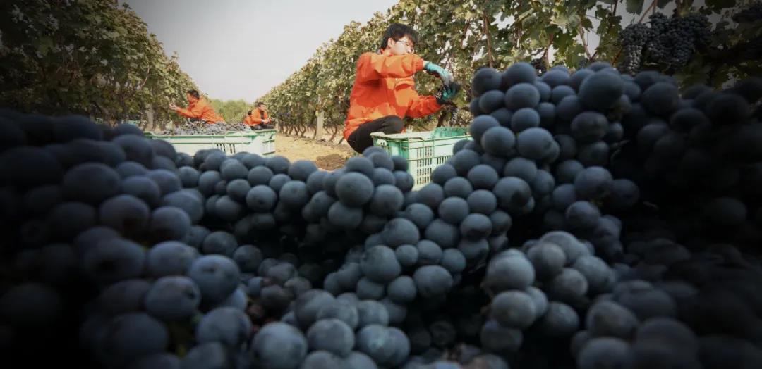 重新洗牌的中国葡萄酒市场
