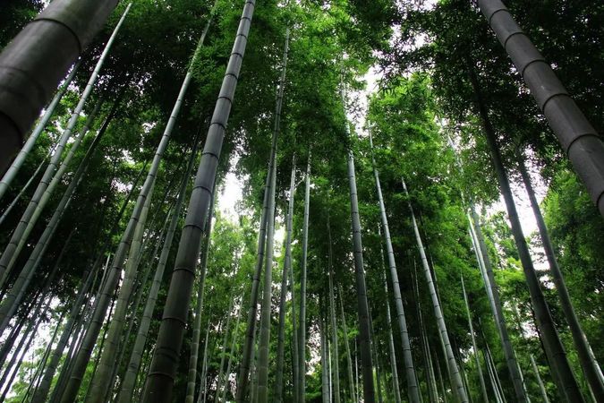 竹江春的价格(竹江春52度多少钱)