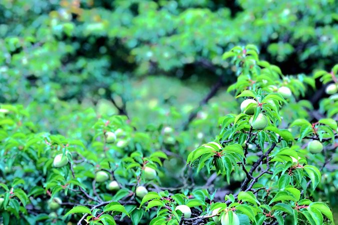 广东青梅收购价格(广东青梅收购价格)
