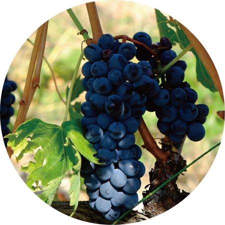 自酿葡萄酒和干红的区别(干红葡萄酒和干红的区别)