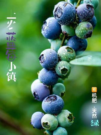 茅台生态农业蓝莓(茅台生态农业蓝莓酒)