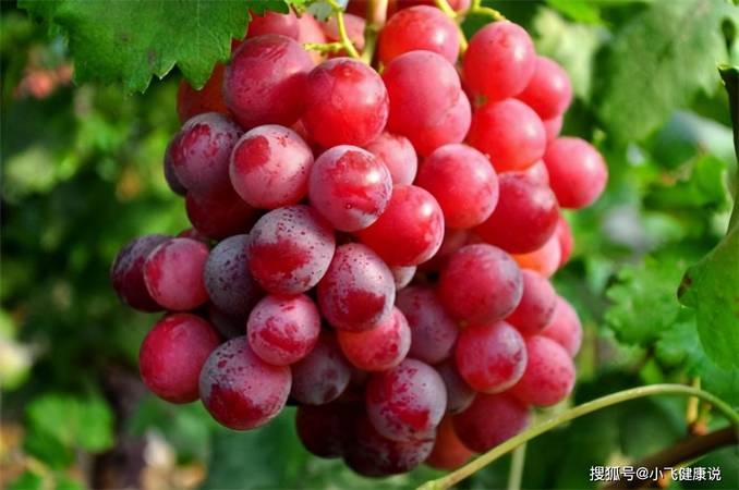 葡萄有什么色素(葡萄皮中含有哪些色素?)
