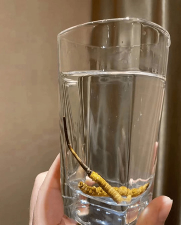 虫草要用什么酒泡是最好得(虫草与什么泡酒最好)