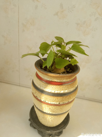 红薯酒一斤多少钱(番薯酒多少钱一斤)