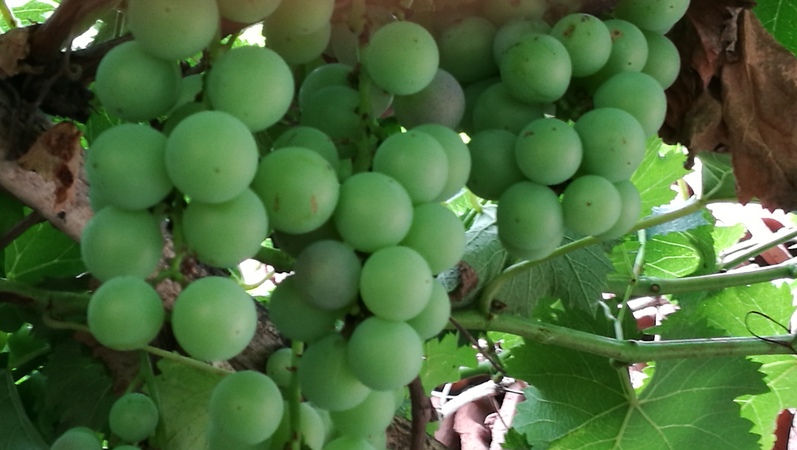 小品种的葡萄有哪些品种(小维尔多葡萄品种)