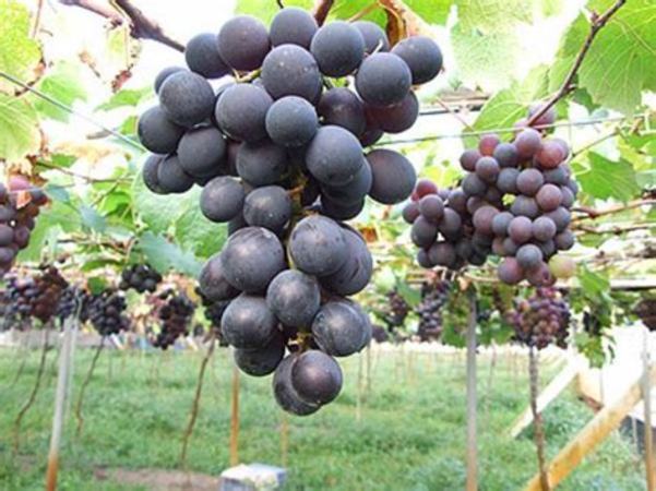 你不得不知的十大葡萄品种,好种的葡萄品种有哪些品种