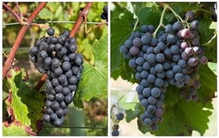 黑皮诺和梅洛葡萄酒的风格有何区别,梅洛和黑皮诺哪个好