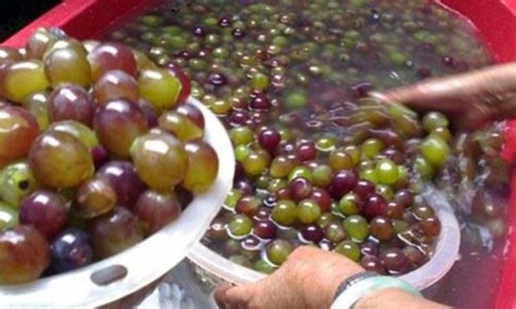 带梗发酵对葡萄酒品质的影响,葡萄为什么不能带梗发酵