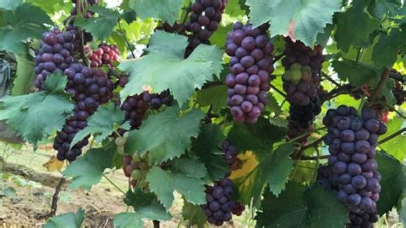 三个优良的葡萄品种,什么葡萄品种优良