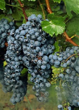 法国什么时候种植酿酒葡萄,酿酒葡萄什么时候采摘