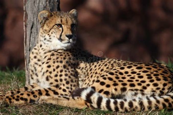 马赛马拉的超级猎豹家族,猎豹的品种有哪些