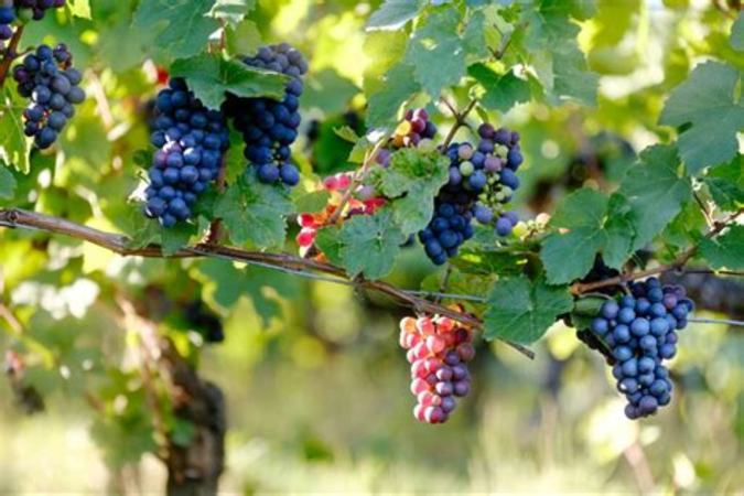 葡萄酒哪个葡萄品种好喝,酿葡萄酒哪个葡萄品种