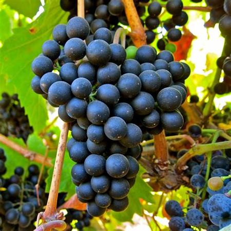 家酿葡萄酒的葡萄品种,酿葡萄酒用什么品种