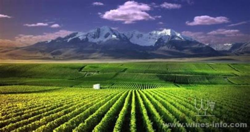 闻名世界的贺兰山东麓葡萄酒,贺兰山东麓产区葡萄酒怎么样