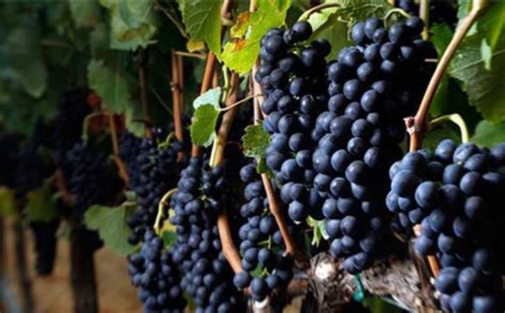 著名酿造红葡萄,红葡萄是怎么酿造的