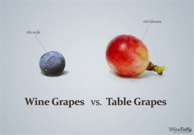 葡萄酒用什么品种的葡萄,自酿葡萄酒用什么品种葡萄