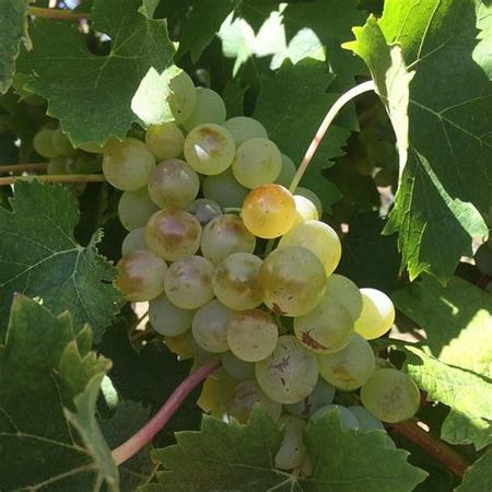 这些常见葡萄品种的其他名字,vermentino是什么葡萄