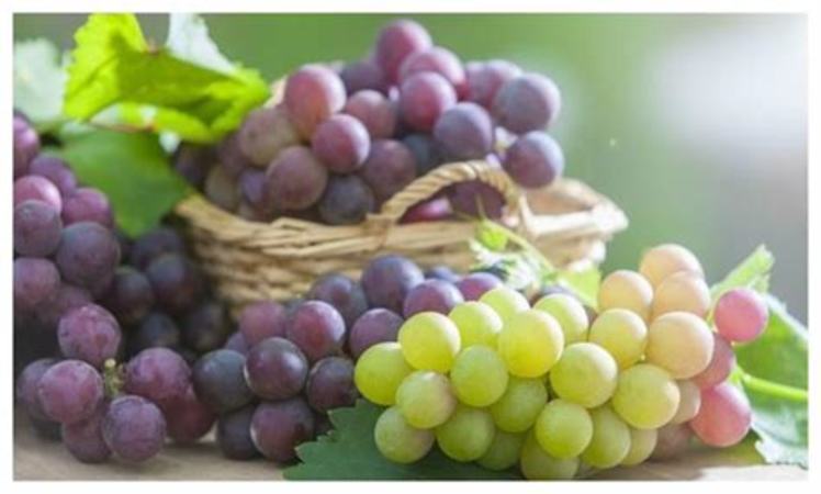 熟了的葡萄怎么吃起来有点涩涩的感觉。,葡萄很涩是怎么回事